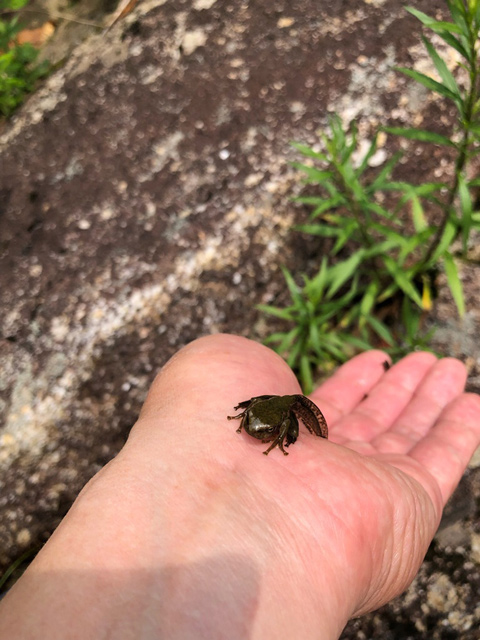 カジカガエルの幼生