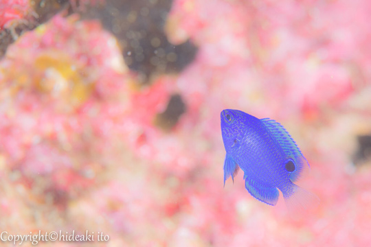 ナガサキスズメダイの幼魚