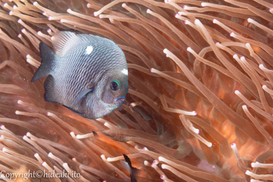 ミツボシスズメダイ成魚