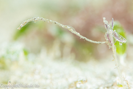 ウミヒルモ水中花とタツノイトコ幼魚