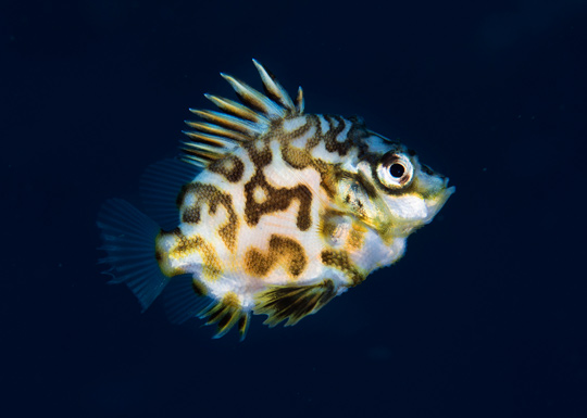ツボダイの幼魚