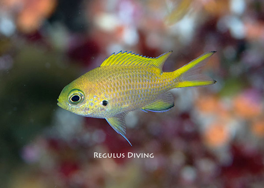 キホシスズメダイにそっくりな子の幼魚 キホシスズメダイにそっくりな子の幼魚