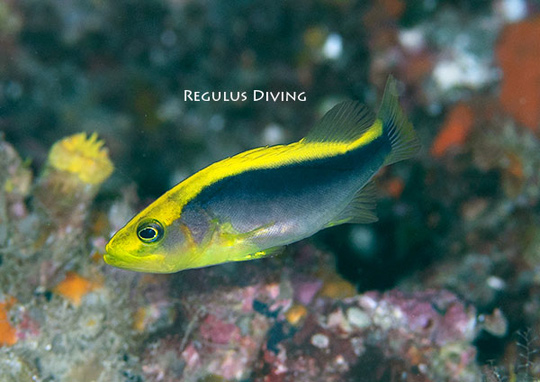 ルリハタの幼魚