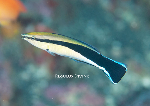ホンソメワケベラ成魚 ホンソメワケベラ成魚