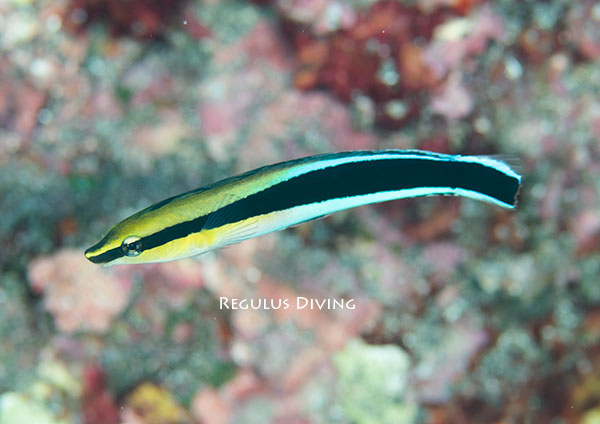 ニセクロスジギンポ成魚