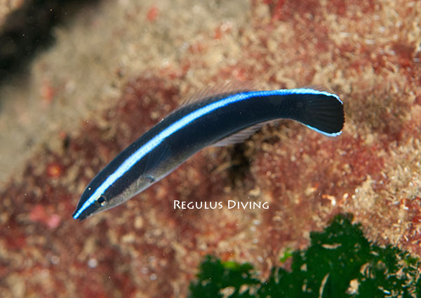ホンソメワケベラ幼魚