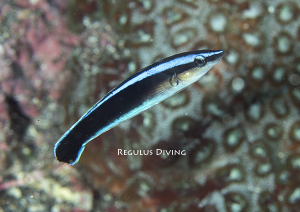 ニセクロスジギンポ幼魚