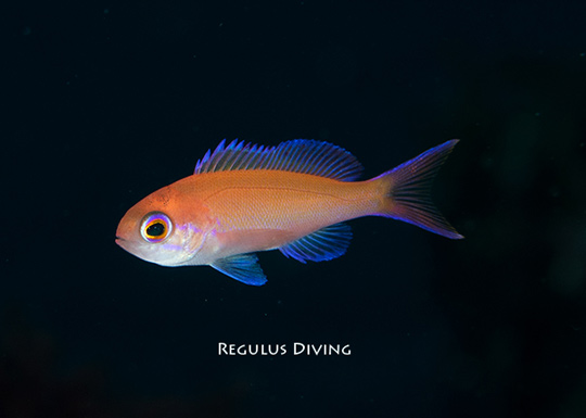 ケラマハナダイの幼魚 ケラマハナダイの幼魚