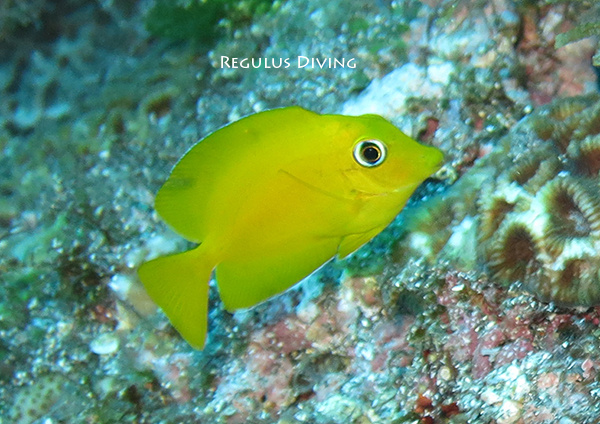 キンリンサザナミハギの幼魚