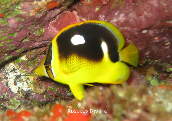 シテンチョウチョウウオの幼魚