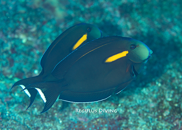 モンツキハギの成魚