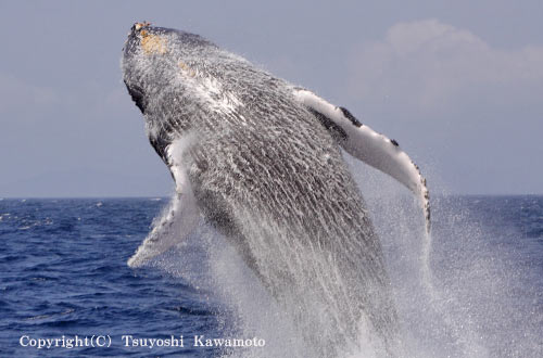 ザトウクジラ