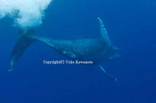 水中のザトウクジラ