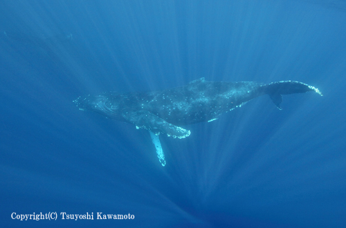 ザトウクジラ