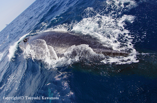 ザトウクジラ