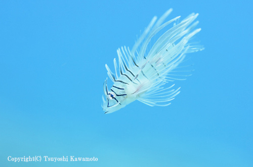 ハナミノカサゴ幼魚