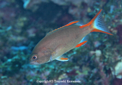 タテスジハタの幼魚