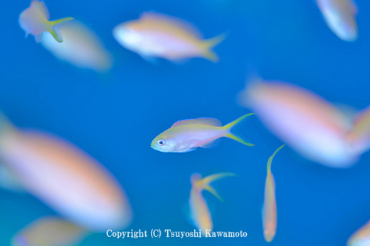 アカネハナゴイの幼魚