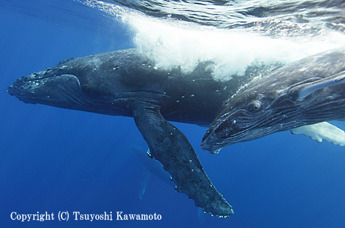 ザトウクジラの親子