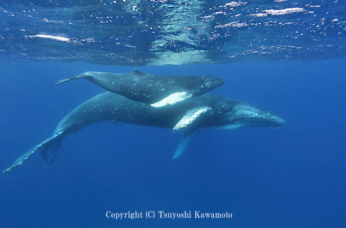 母子クジラ