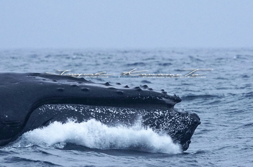 ザトウクジラ