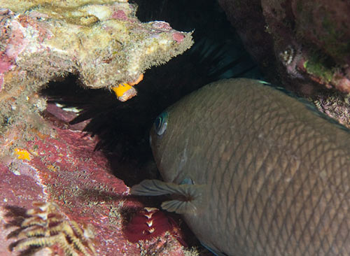 顔にウニの針が刺さりそうセダカスズメダイ