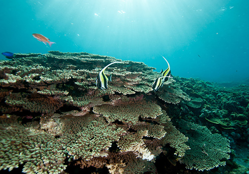 底土の珊瑚が広がるスペース「癒しポイント」