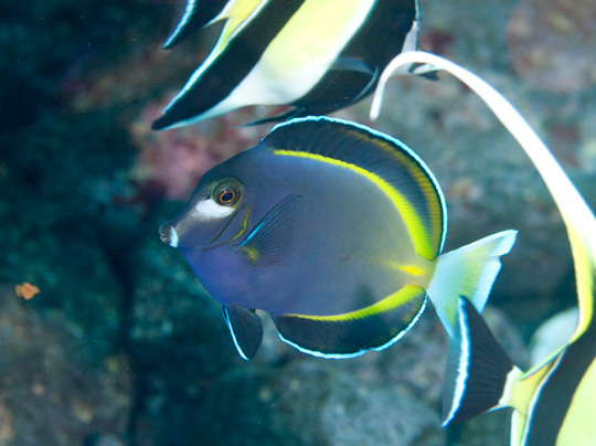 ナズマドのエントリー口付近に住み着いている魚