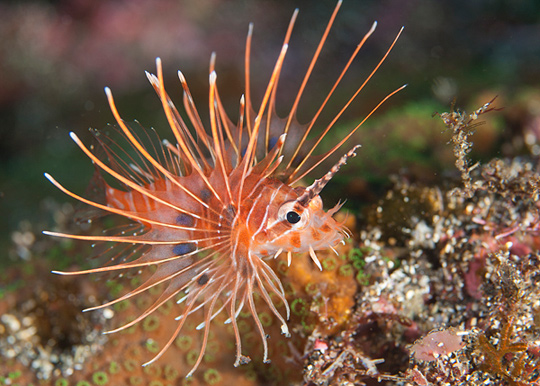 ネッタイミノカサゴの幼魚