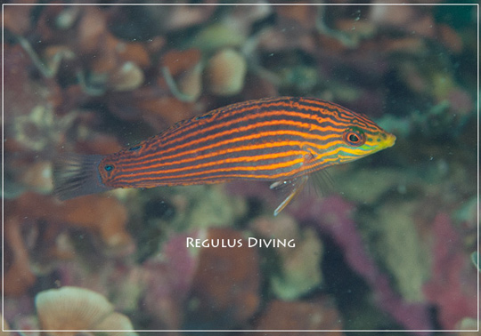 GREEN-HEADED WRASSE