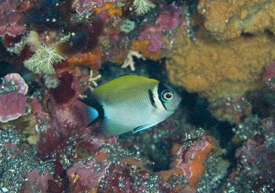 トサヤッコの幼魚