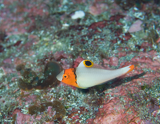 イロブダイの幼魚