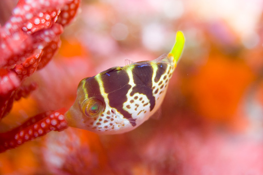 ノコギリハギの幼魚