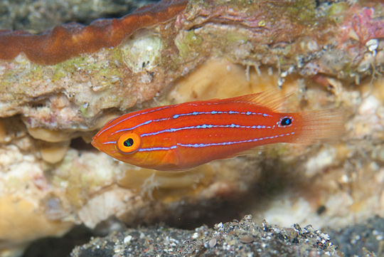 ピンテールと呼ばれているイトヒキベラの幼魚