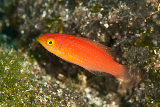 クレナイイトヒキベラの幼魚