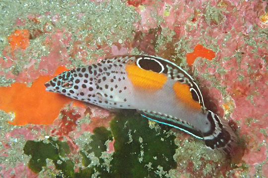 カンムリベラの若魚