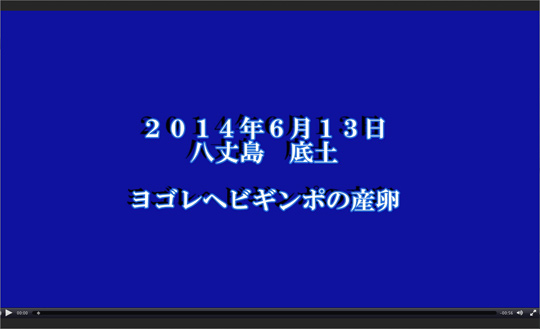 ヨゴレヘビギンポの産卵