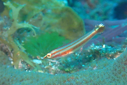 シロタスキベラの幼魚