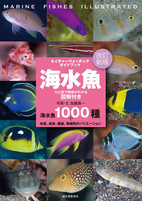 海水魚1000