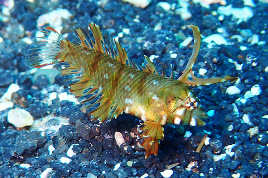 オビテンスモドキの幼魚