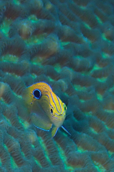 八丈島のクロメガネスズメダイ