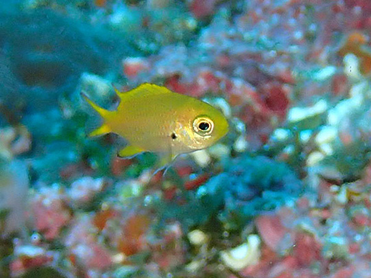 キビレスズメダイの幼魚