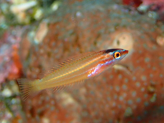 ヤマシロベラの幼魚