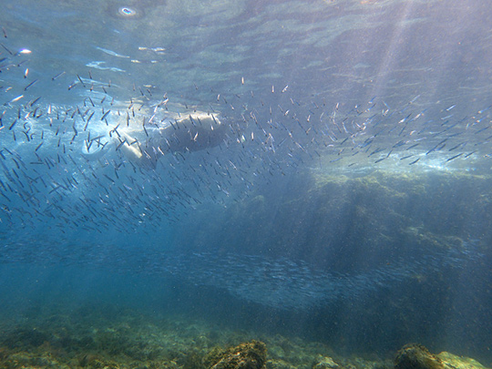 キビナゴの群れを追う海水浴客