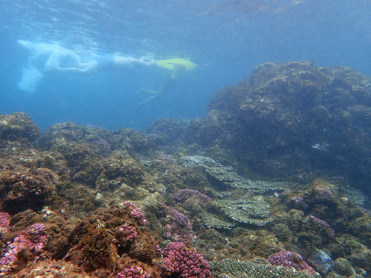 さまざまな珊瑚