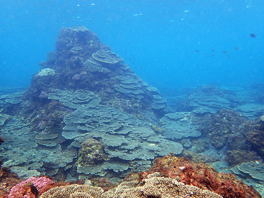 珊瑚の群生