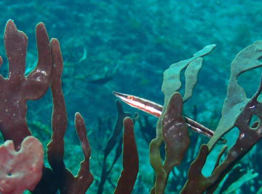 カマスベラの幼魚