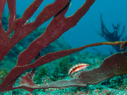 キスジキュウセンの幼魚 キスジキュウセンの幼魚