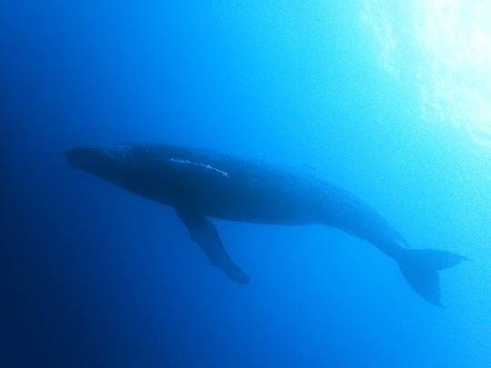 ザトウクジラ