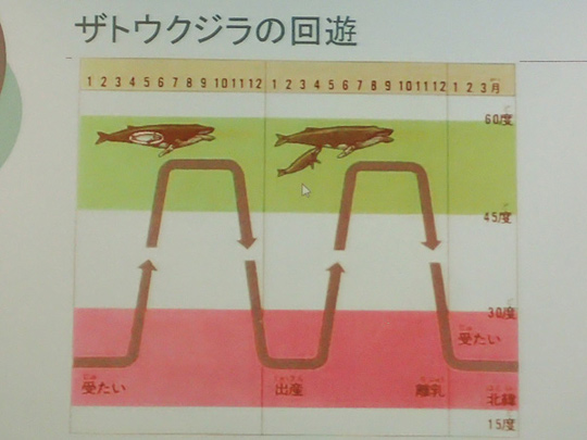 ザトウクジラの回遊